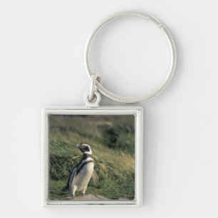 Magellanic Penguin (Spheniscus magellanicus), Keychain