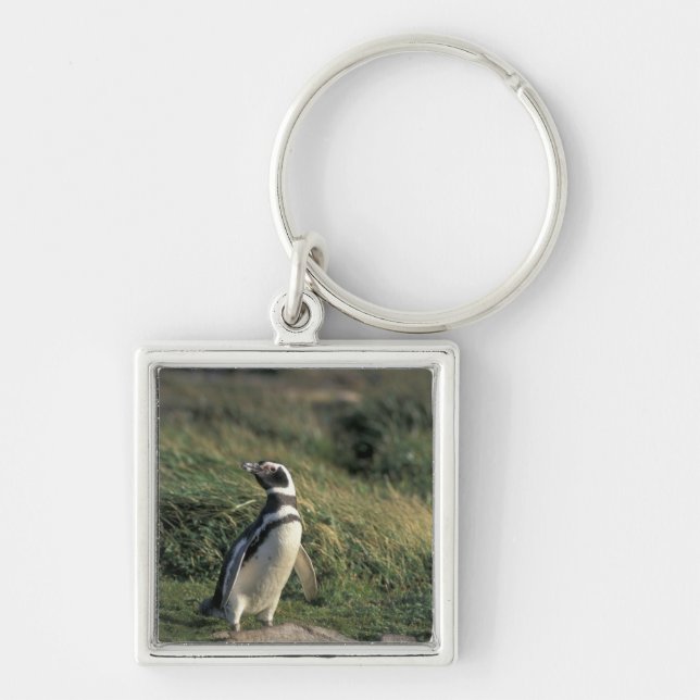 Magellanic Penguin (Spheniscus magellanicus), Keychain (Front)