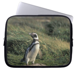 Magellanic Penguin (Spheniscus magellanicus), Laptop Sleeve