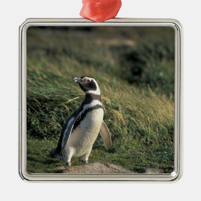 Magellanic Penguin (Spheniscus magellanicus), Metal Ornament (Front)