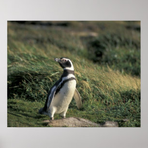 Magellanic Penguin (Spheniscus magellanicus), Poster