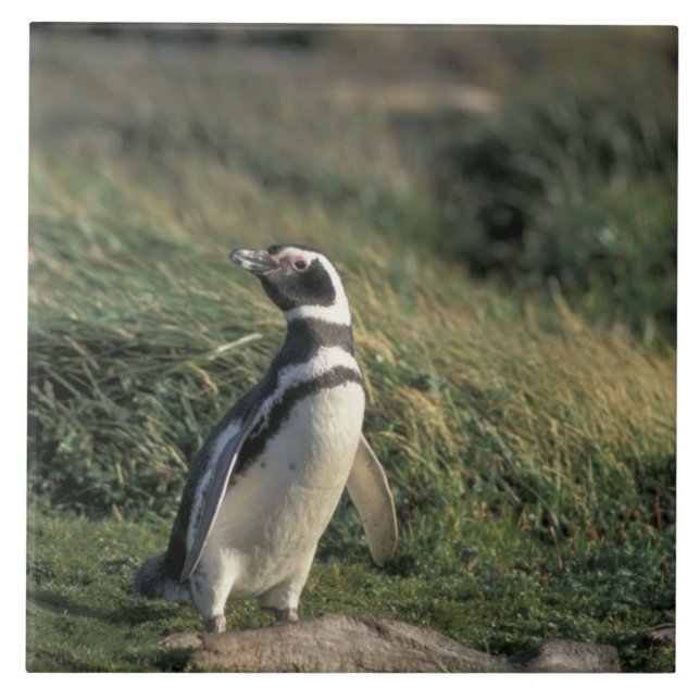Magellanic Penguin (Spheniscus magellanicus), Tile (Front)