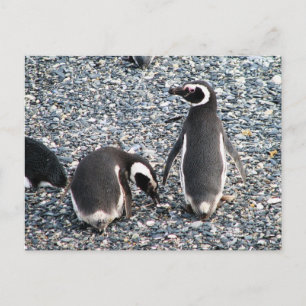 Magellanic Penguins, Beagle Channel, Patagonia Postcard