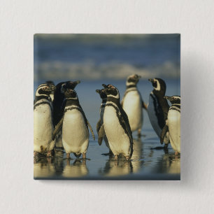 Magellanic Penguins, Spheniscus 2 Inch Square Button