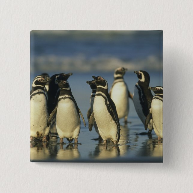 Magellanic Penguins, Spheniscus 2 Inch Square Button (Front)