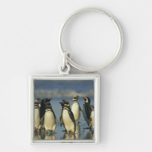 Magellanic Penguins, Spheniscus Keychain