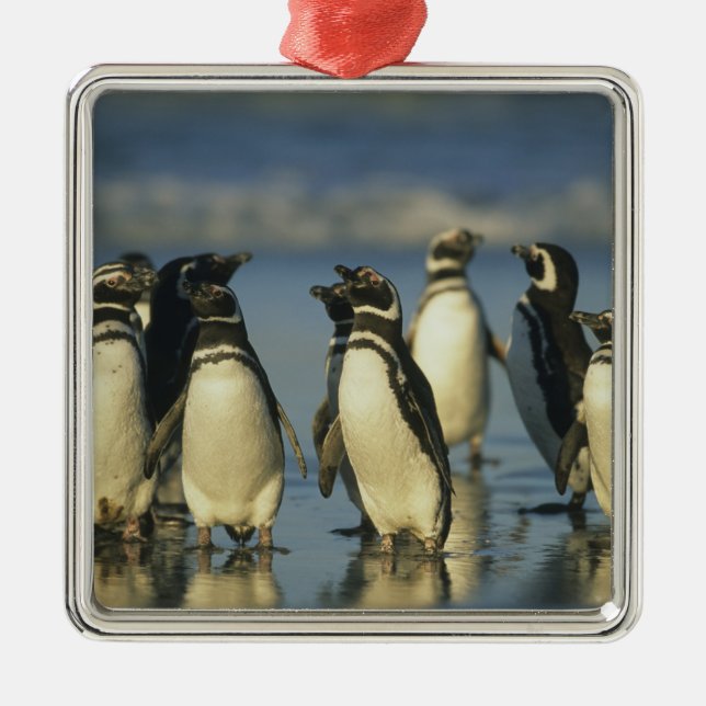 Magellanic Penguins, Spheniscus Metal Ornament (Front)