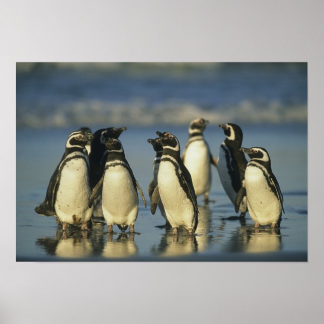Magellanic Penguins, Spheniscus Poster (Front)