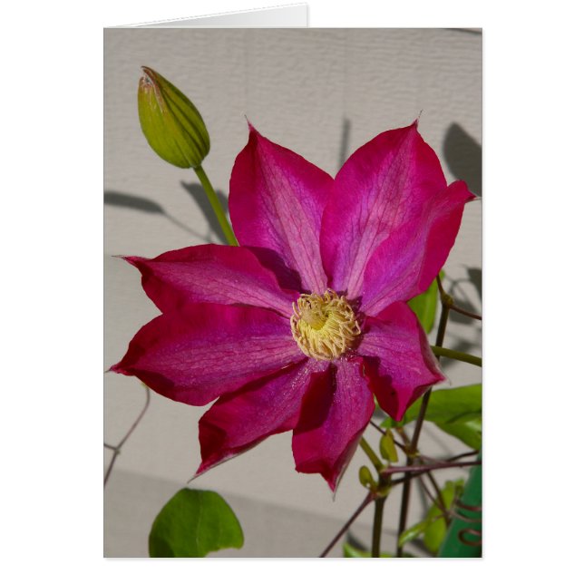 Magenta Clematis (Front)