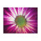 Magenta Daisy Postcard