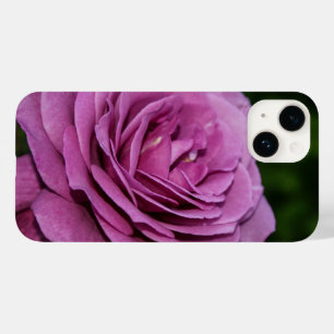 Magenta Garden Rose iPhone Case