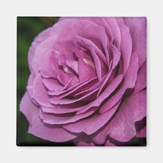 Magenta Garden Rose Magnet (Front)