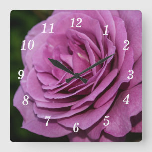 Magenta Garden Rose Wall Clock