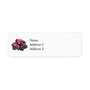 Magenta Geraniums