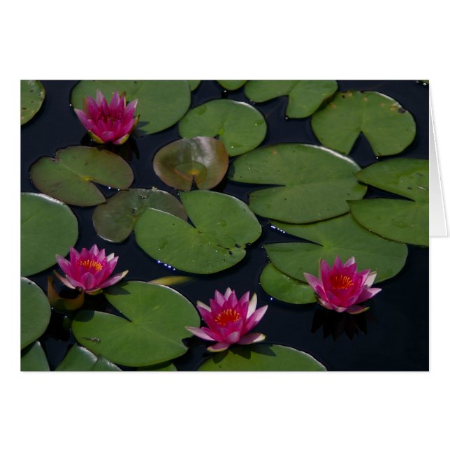 Magenta Lotus Waterlily (Front Horizontal)