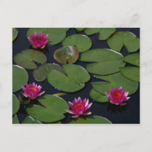 Magenta Lotus Waterlily Postcard