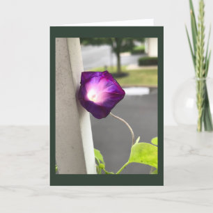 Magenta Morning Glory Blank Card