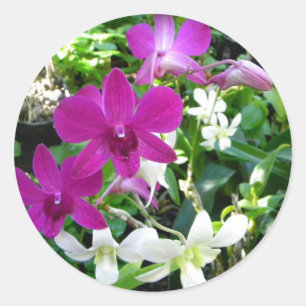 Magenta Orchids Stickers