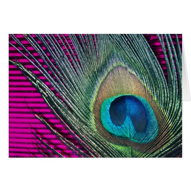 Magenta Peacock avec lignes (Devant horizontal)