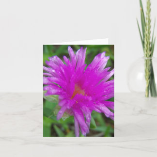 Magenta Pigface Card