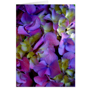 Magenta Purple bleu jaune Hydrangeas fleurs