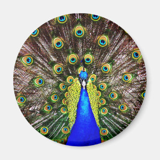Magestic Peacock Magnet