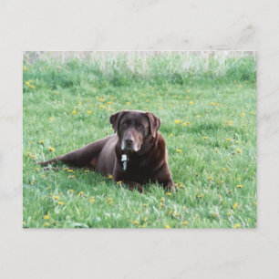 Maggie the Chocolate Lab Postcard