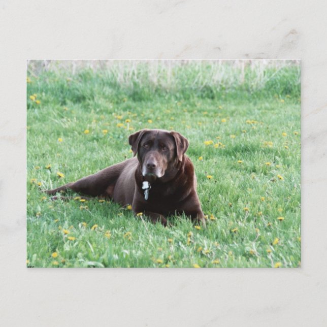 Maggie the Chocolate Lab Postcard (Front)