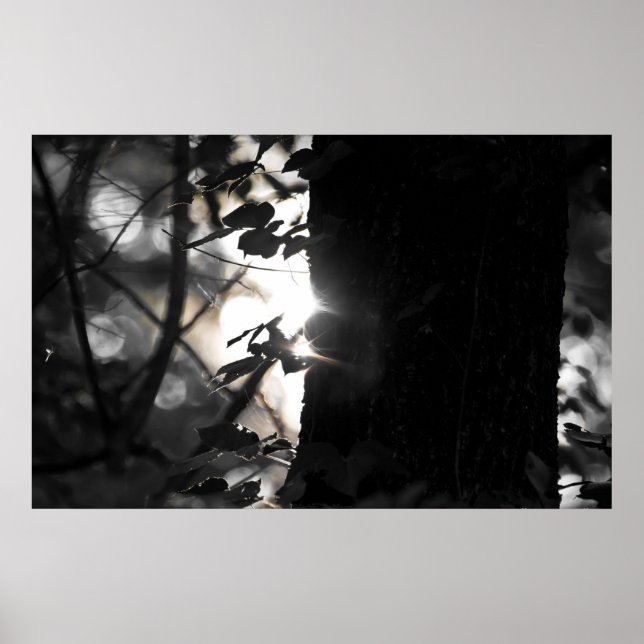 Magic Hour Sunrise Among The Trees Poster (Front)