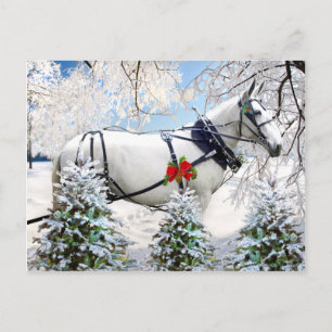 "Magic In Harness" Postcard