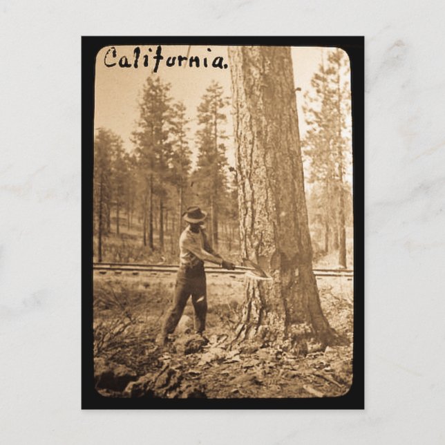 Magic Lantern Logging in the Butte Valley, CA Postcard (Front)