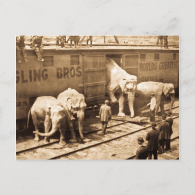 Magic Lantern Slide Ringling Bros Elephant Train Postcard (Front)