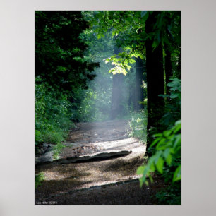 Magic Morning Light on the Forest Trail Poster