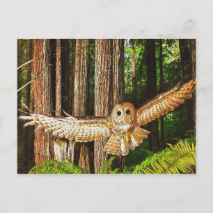 Magic of Flight! Postcard