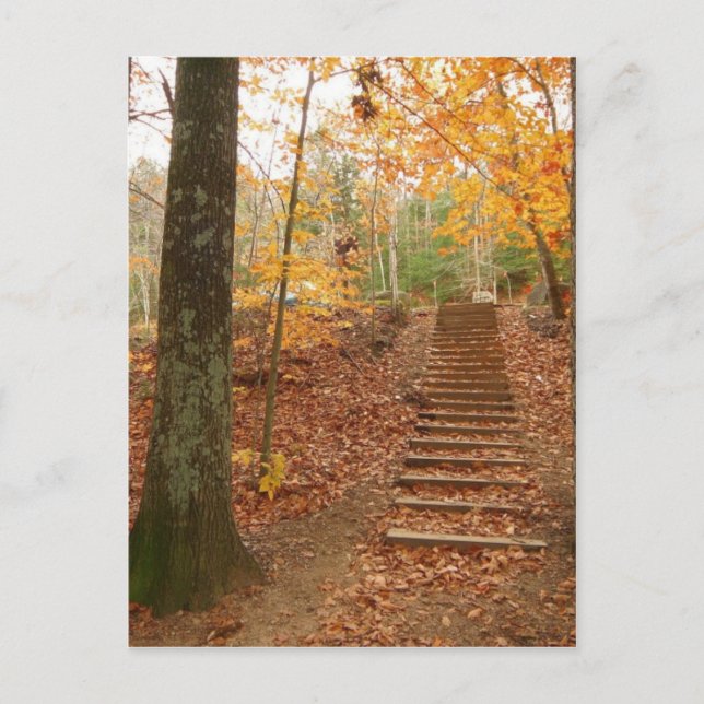 Magic Wood Stairs Postcard (Front)