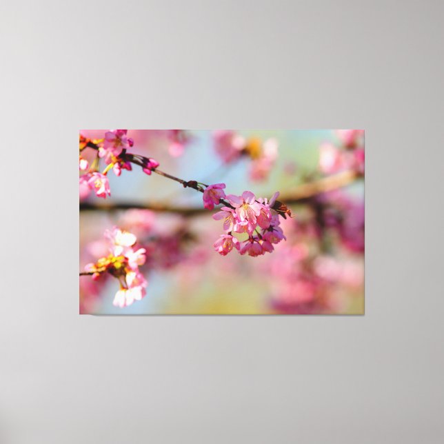 Magical Colours Of The Sakura Garden In Spring Canvas Print (Front)