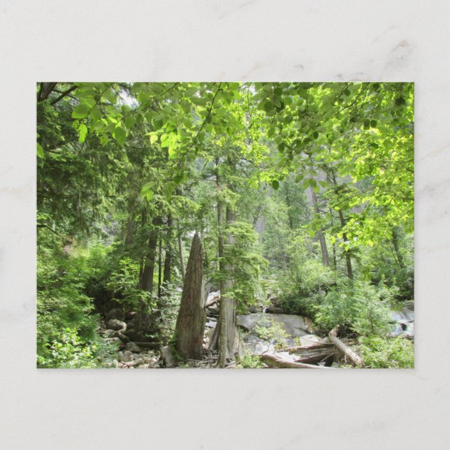 Magical Green Forest Scene. Postcard (Front)