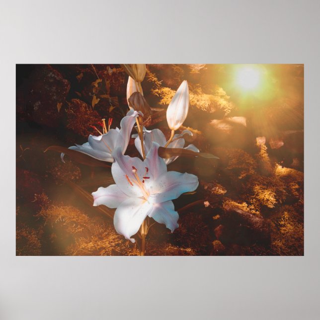 Magical  lilies - poster (Front)