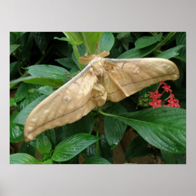 Magical Moth Print (Front)