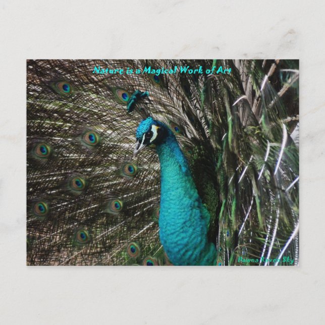 Magical Peaccock Nature is Art postcard (Front)