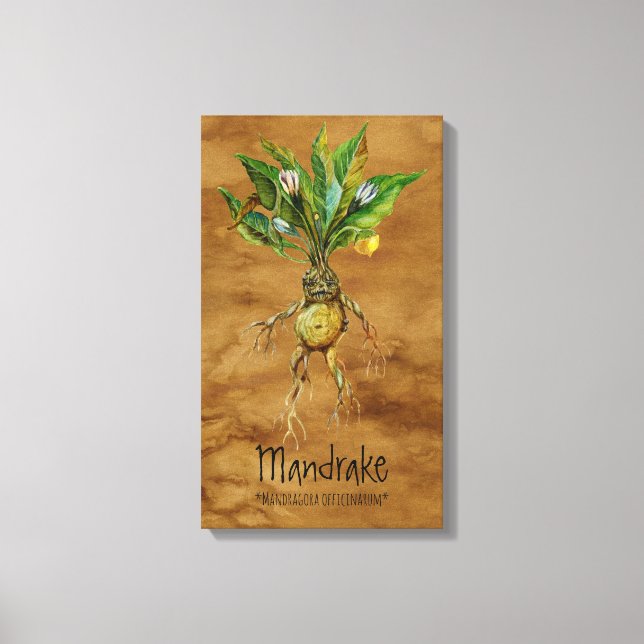 Magical Plants Mandrake 1 12.84'' x 21.93'' Canvas (Front)