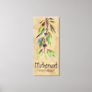 Magical Plants Motherwort 18.30'' x 41.73'' Canvas Print