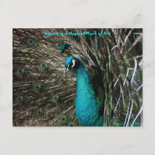 Magique Peaccock Nature est une carte postale Art