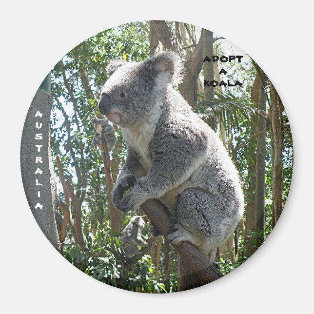Magnet Adopter Une Koala Australie ZIZAGO (Devant)