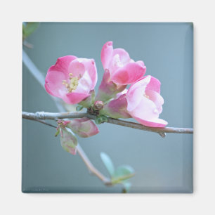 Magnet Apple Blossom #P0358
