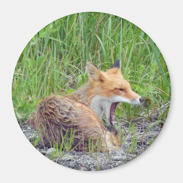 Magnet avec renard (Devant)