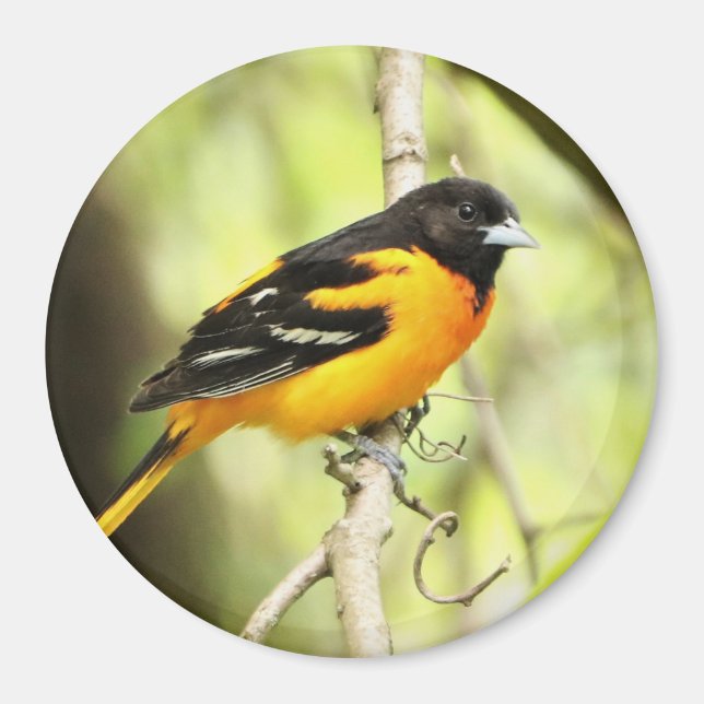 Magnet Baltimore Oriole (Devant)