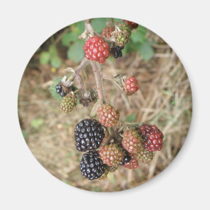 Magnet Blackberry Bonanza