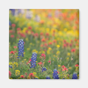 Magnet Bluebonnet de printemps