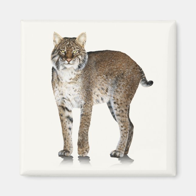 Magnet Bobcat (Devant)